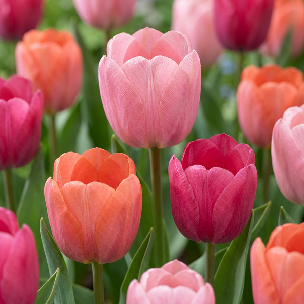 Tulipe Positive Vibe en mélange - calibre 11/12