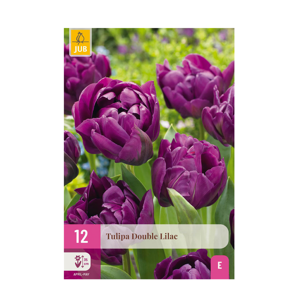 Green boutiQ - Blumenzwiebeln - Tulpe Double Lilac - Farbe Lila - 12 Stück - Zwiebelgröße 11/12 - XXL Pack