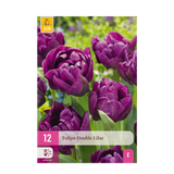 Green boutiQ - Blumenzwiebeln - Tulpe Double Lilac - Farbe Lila - 12 Stück - Zwiebelgröße 11/12 - XXL Pack