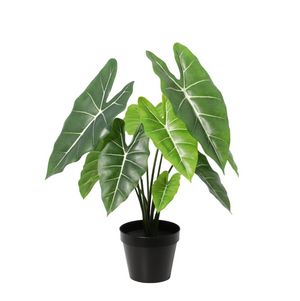 Künstliche Alocasia Polly H40cm