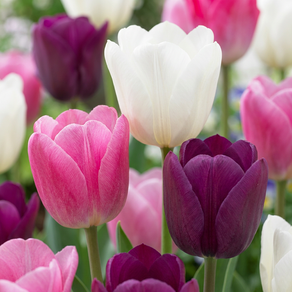 Tulipe en mélange pastel - calibre 11/15