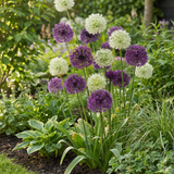 Ail d'ornement en mélange violet et blanc