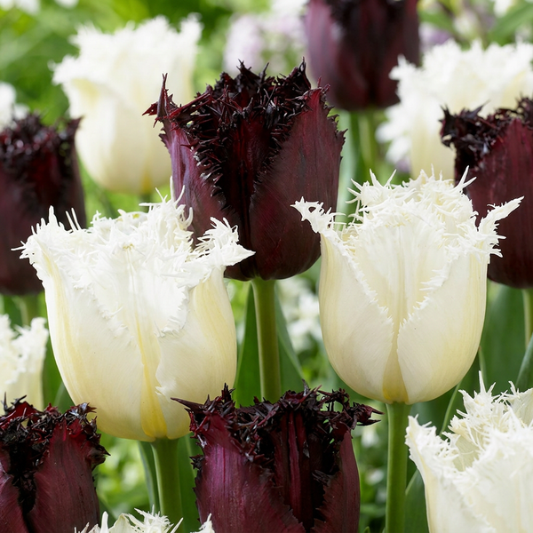 Tulipe Breakdance en mélange