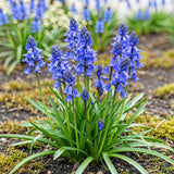 Green boutiQ - Blumenzwiebeln - Hasenglöckchen (Hyacinthoides non Scripta) - Farbe Blau - 20 Stück - Zwiebelgröße 7/8 - XXL Pack