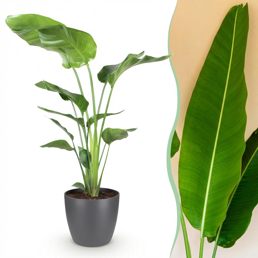 Green BoutiQ - Zimmerpflanzen - Strelitzia Nicolai - Paradiesvogelblume - Pflegeleicht - Grün - 1 Pflanze - mit Topf Grau - Topf 21cm - Höhe 110-120cm