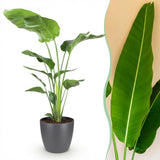 Green BoutiQ - Zimmerpflanzen - Strelitzia Nicolai - Paradiesvogelblume - Pflegeleicht - Grün - 1 Pflanze - mit Topf Grau - Topf 21cm - Höhe 110-120cm