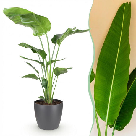 Green BoutiQ - Zimmerpflanzen - Strelitzia Nicolai - Paradiesvogelblume - Pflegeleicht - Grün - 1 Pflanze - mit Topf Grau - Topf 21cm - Höhe 110-120cm