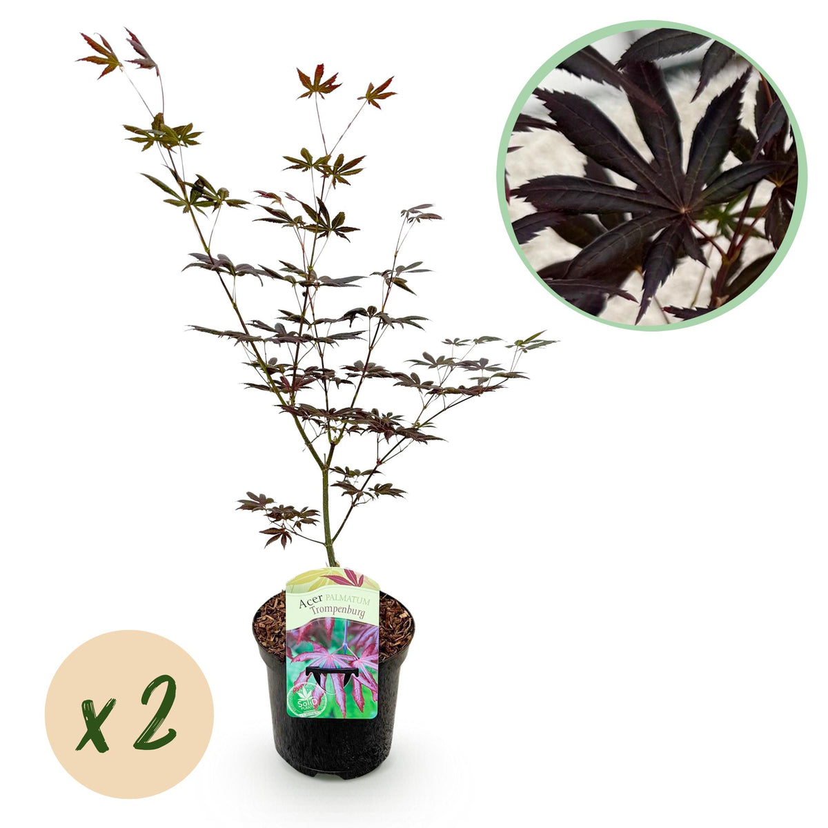 Green boutiQ - Terrassenpflanze - Japanischer Ahorn - Acer palmatum Trompenburg - Dunkellila - 2 Pflanzen - Laubabwerfend - Topf 19cm Höhe 70cm