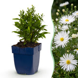 Aster nain blanc - H 15-25 cm, pot Ø11 cm