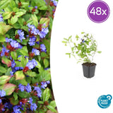 Plumbago rampant en godet - Ceratostigma plumbaginoides - H 10-25 cm, pot Ø9 cm
