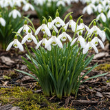 Green boutiQ - Blumenzwiebeln - Galanthus Elwesii - Farbe Weiß - 25 Stück - Zwiebelgröße 5/6 - XXL Pack