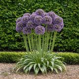 Green boutiQ - Blumenzwiebeln - Allium Gladiator - Farbe Lila - 5 Stück - Knollengröße 16/18 - XXL Pack