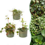 Baby Peperomia avec cache-pots Linnea olive - Hope, Pepperspot et prostrata - lot de 3