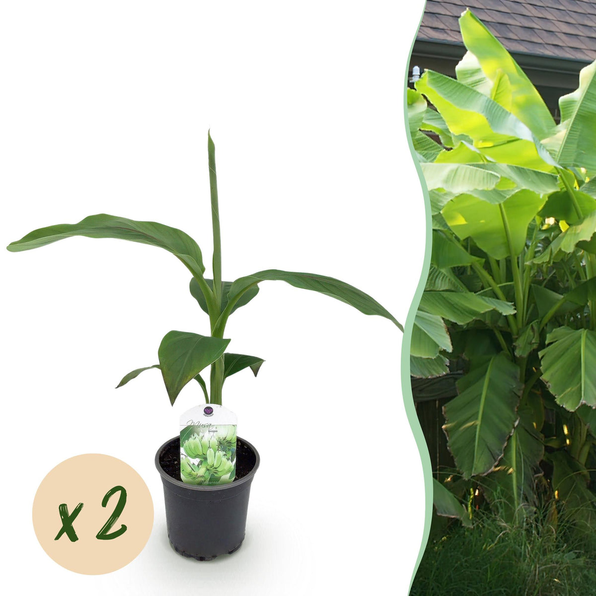 Green boutiQ - Obstpflanze - Bananenpflanze - Musa Basjoo - Winterhart - 2 Pflanzen - Topf 12cm Höhe 30cm