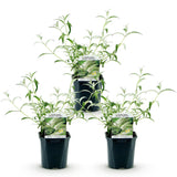 Green boutiQ - Gartenpflanze - Buddleja davidii White Profusion - Schmetterlingsflieder - Winterhart - Weiß - 3 Pflanzen - Topf 17cm - Höhe 45cm