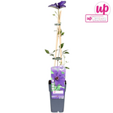 Waldrebe The President - Clematis violett - Ø15cm - ↕65cm