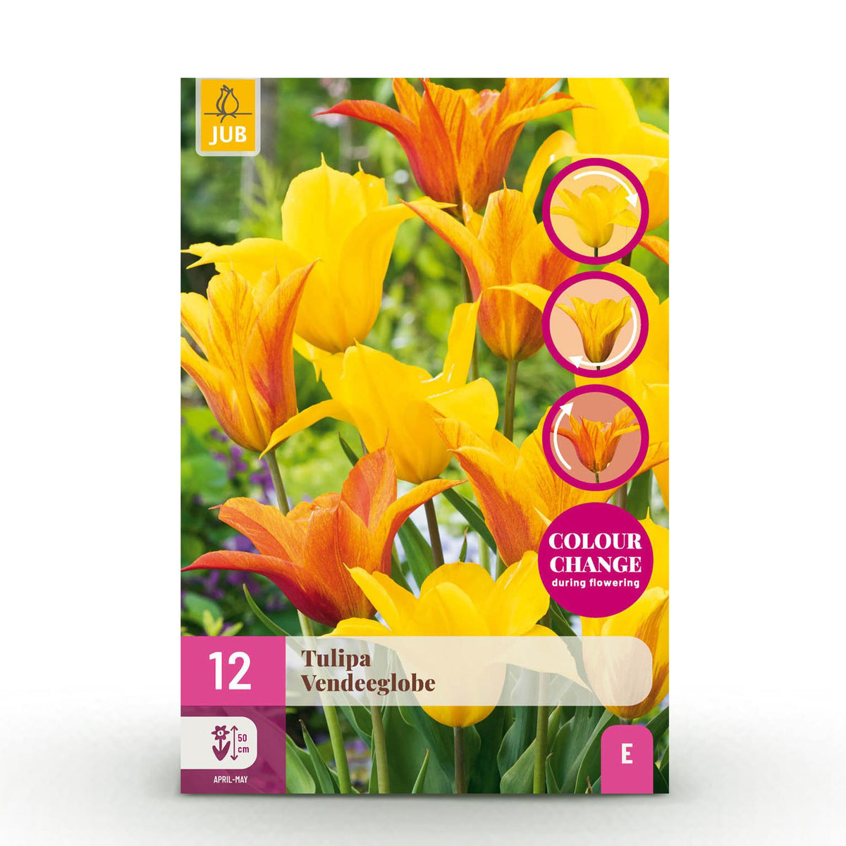 Green boutiQ - Blumenzwiebeln - Tulpe Vendeeglobe - Farbe Gelb - 12 Stück - Zwiebelgröße 11/12 - XXL Pack