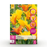 Green boutiQ - Blumenzwiebeln - Tulpe Vendeeglobe - Farbe Gelb - 12 Stück - Zwiebelgröße 11/12 - XXL Pack