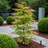 Green boutiQ - Terrassenpflanze - Japanischer Ahorn - Acer palmatum Phoenix - Rosa - 2 Pflanzen - Laubabwerfend - Topf 19cm Höhe 70cm