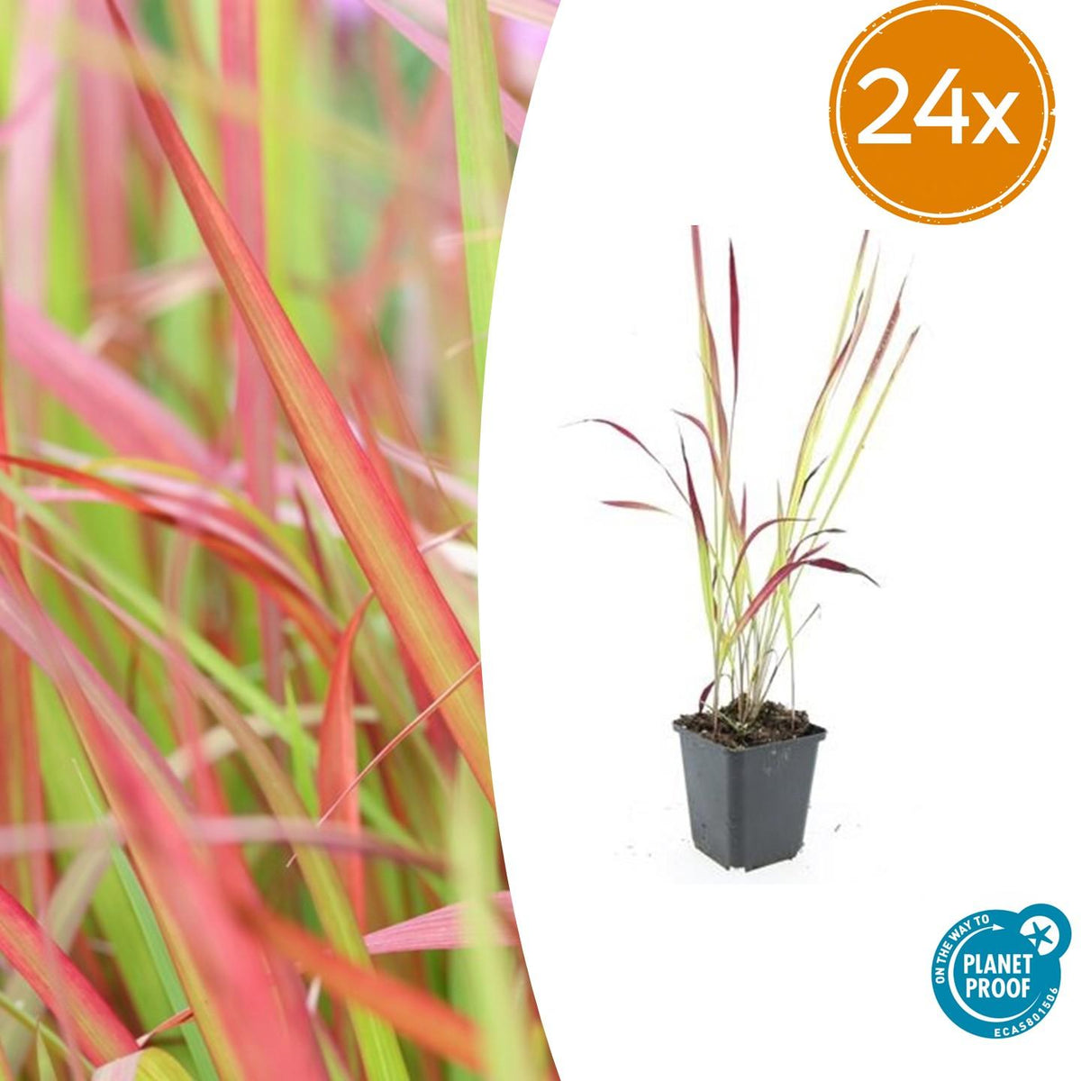 Herbe à sang du Japon Red Baron en godet - Imperata cylindrica - H 10-25 cm, pot Ø9 cm - photo 9