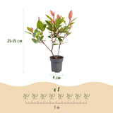 Kit haie Photinia nain Little Red Robin - H 25-35 cm, pot Ø9 cm