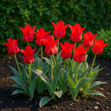 Green boutiQ - Blumenzwiebeln - Tulpe Greigii Rot - Farbe Rot - 15 Stück - Zwiebelgröße 11/12 - XXL Pack