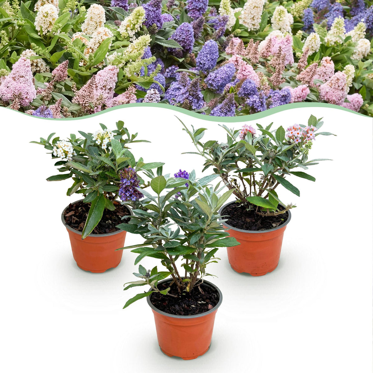 Green boutiQ - Gartenpflanze - Buddleja davidii Butterfly Candy Little Tricolour - Sommerflieder - Kompakt - Rosa-Weiß-Lila - 3 Pflanzen - Topf 12cm - Höhe 20-25cm