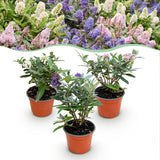 Green boutiQ - Gartenpflanze - Buddleja davidii Butterfly Candy Little Tricolour - Sommerflieder - Kompakt - Rosa-Weiß-Lila - 3 Pflanzen - Topf 12cm - Höhe 20-25cm