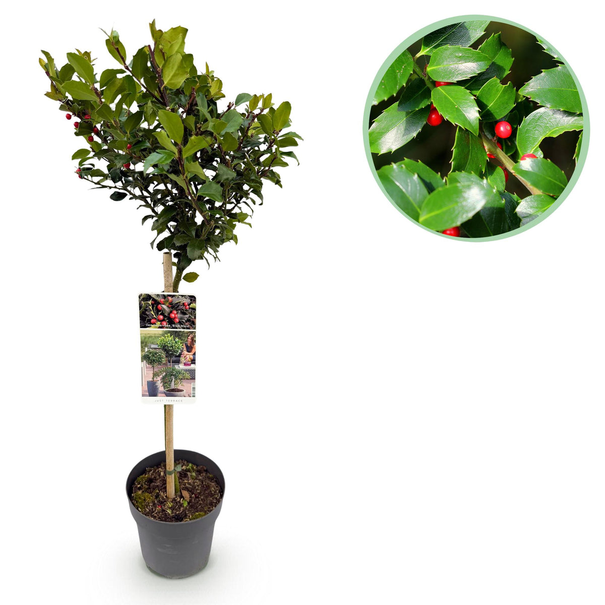 Green boutiQ - Gartenpflanze - Ilex meserveae Blue Maid - Stamm auf Pflanze - Terrassenpflanze - Laubabwerfend - Pflegeleicht - Topf 19cm Höhe 90cm