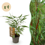 Bambou Fargesia Asian Wonder - Fargesia scabrida - H 35 cm, pot Ø14 cm