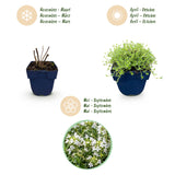 Thym rampant blanc Albiflorus - Thymus praecox - H 15-25 cm, pot Ø11 cm - photo 4