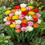 Tulipe double en mélange - calibre 11/13