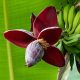 Bananier Red Tiger - Musa sikkimensis - H 30 cm, pot Ø12 cm - photo 5