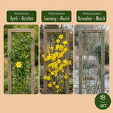 Jasmin d'hiver - Jasminum nudiflorum - lot de 4 plants - pot Ø9 cm