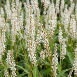 Renouée amplexicaule Alba - H 15-25 cm, pot Ø11 cm