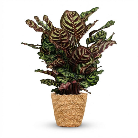 Green boutiQ – Zimmerpflanze – Pfauenpflanze – Calathea Makoyana – Grün – Pflegeleicht – 1 Pflanze – mit Korb – Topf 19cm – Höhe 70cm
