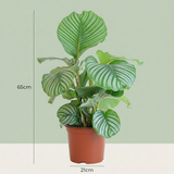 Green boutiQ - Zimmerpflanze - Pfauenpflanze - Calathea Orbifolia - Grün - Pflegeleicht - 1 Pflanze - Topf 21cm - Höhe 60 - 70cm