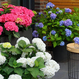Green boutiQ - Gartenpflanze - Hortensie Endless Summer Blue - Pink - White - Winterhart - Blau - Rosa - Weiß - 3 Pflanzen - Topf 14cm - Höhe 20-25cm