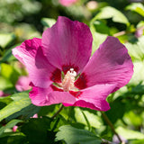 Green boutiQ - Gartenpflanze - Hibiscus syriacus Woodbridge - Gartenhibiskus - Winterhart - Rosa - 3 Pflanzen - Topf 17cm - Höhe 45cm