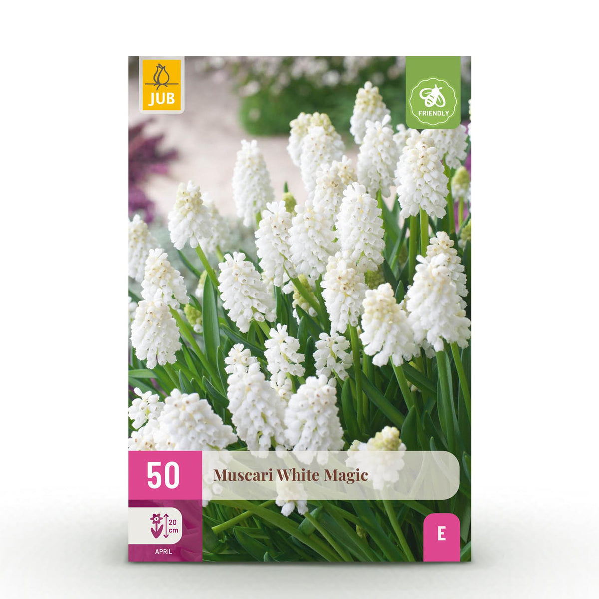 Green boutiQ - Blumenzwiebeln - Muscari White Magic - Farbe Weiß - 50 Stück - Zwiebelgröße 6/7 - XXL Pack