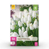 Green boutiQ - Blumenzwiebeln - Muscari White Magic - Farbe Weiß - 50 Stück - Zwiebelgröße 6/7 - XXL Pack