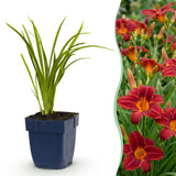 Hémérocalle Autumn Red - H 15-25 cm, pot Ø11 cm