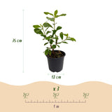 Green boutiQ - Gartenpflanze - Cornus Florida - Blüten Weiß-Rosa - 1 Pflanze - Laubabwerfend - Pflegeleicht - Topf 12cm Höhe 35cm