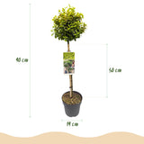 Green boutiQ - Gartenpflanze - Kriechspindel Emerald n Gold - Stammform - Terrassenpflanze - Immergrün - Wenig Pflege - Topf 19cm Höhe 90cm