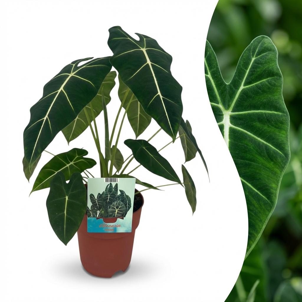 Green boutiQ - Zimmerpflanze - Elefantenohr - Alocasia Frydek - Grün - Pflegeleicht - 1 Pflanze - Topf 19cm - Höhe 60cm