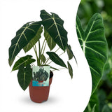 Green boutiQ - Zimmerpflanze - Elefantenohr - Alocasia Frydek - Grün - Pflegeleicht - 1 Pflanze - Topf 19cm - Höhe 60cm