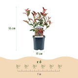 Green boutiQ - Heckenpflanzen - Photinia fraseri Carre Rouge - grün rot - 6 Pflanzen - 1 lfm - immergrün - Topf 17cm Höhe 55cm