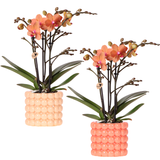 Kolibri Company | Pflanzset Poppy Orange Orchideen | Orange Orchidee Bolzano inkl. Keramik-Übertöpfen
