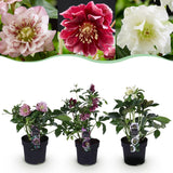 Green boutiQ - Gartenpflanze - Lenzrose - Helleborus orientalis Double Tricolour - Rosa - Rote - Weiße Blüte - 3 Pflanzen - Immergrün - Topf 14cm Höhe 35cm