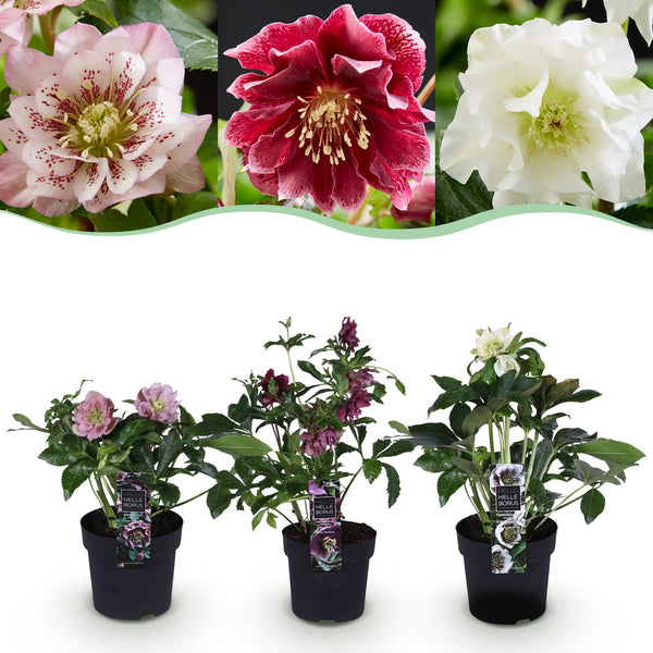 Green boutiQ - Gartenpflanze - Lenzrose - Helleborus orientalis Double Tricolour - Rosa - Rote - Weiße Blüte - 3 Pflanzen - Immergrün - Topf 14cm Höhe 35cm